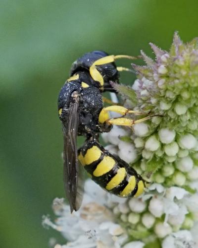 Réf. 327 692 : Lestica clypeata